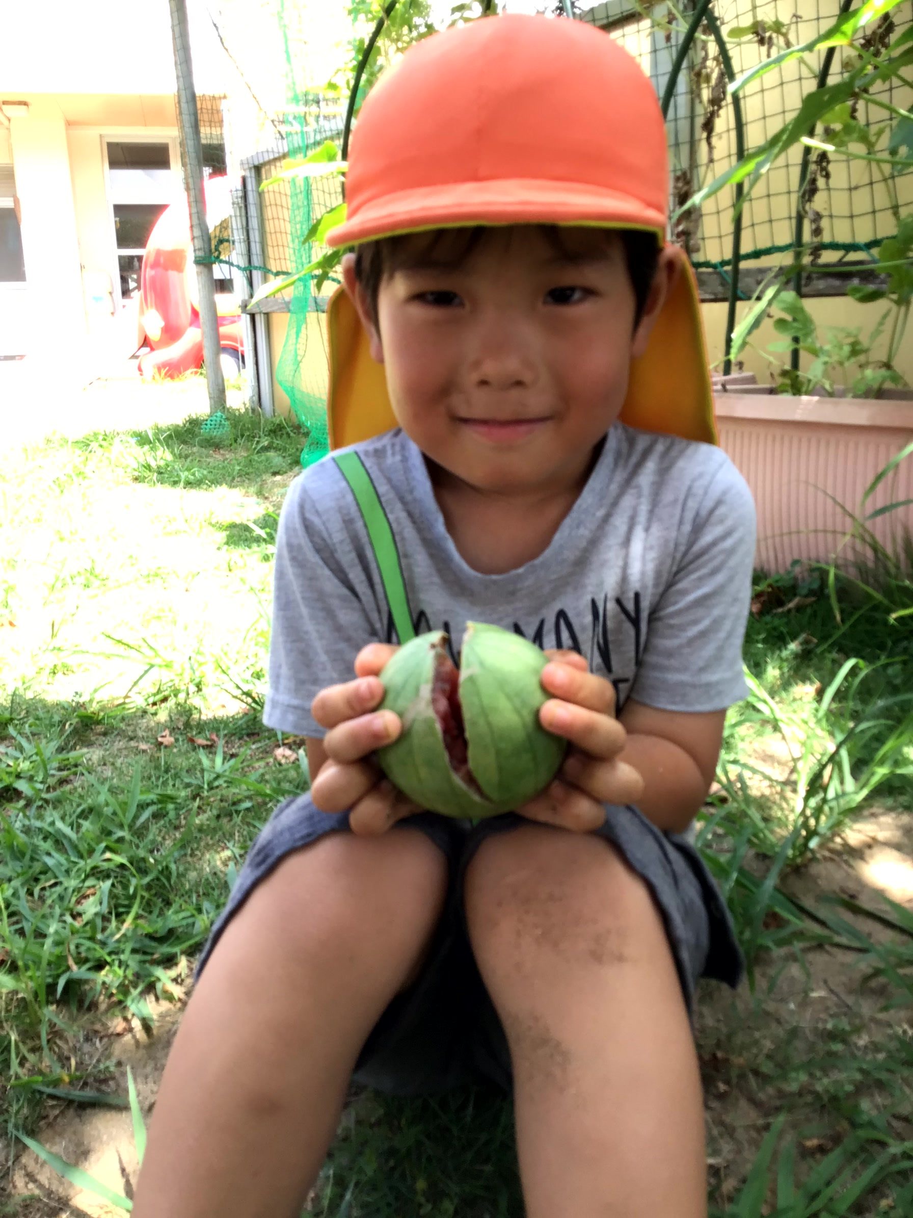 🍉スイカの収穫🍉